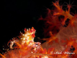 Candy Crab on the USAT Liberty Wreck in Tulamben, Bali.  ... by Richard Witmer 